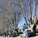 Illustration for article titled Pics from the Curbside: 2018-02-12 to The Boulevards